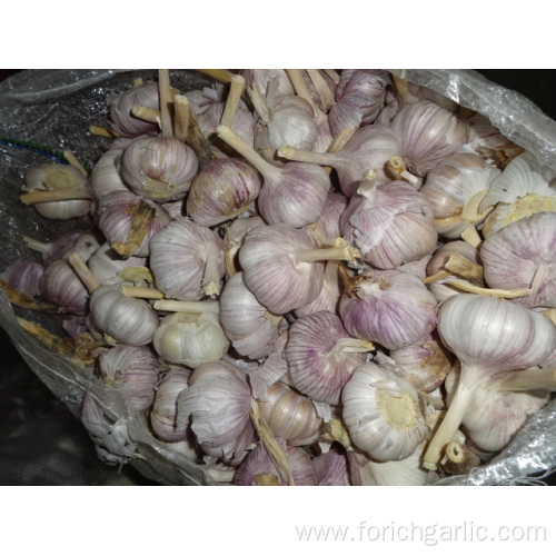 Normal White Garlic Export Standard